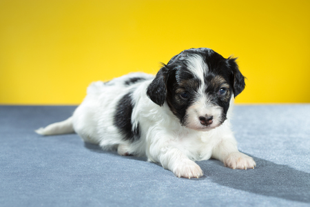 Studio portrait of a little puppy papillon on a yellow backgroundの写真素材