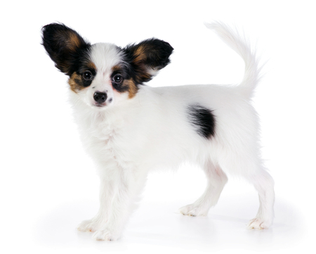 Puppy Papillon on a white backgroundの写真素材