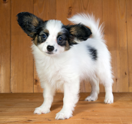 Portrait of a puppy Papillonの写真素材