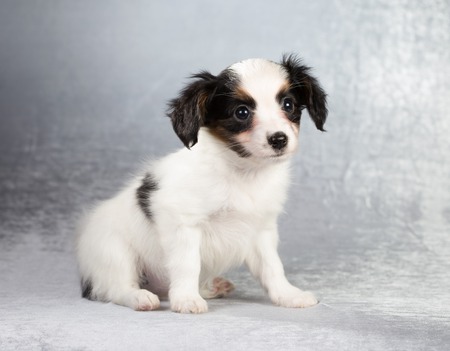 Cute Papillon puppy age of 1,5 month on a silvery backgroundの写真素材