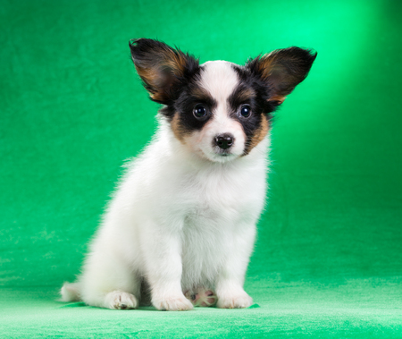 Studio portrait of a small puppy Papillonの写真素材