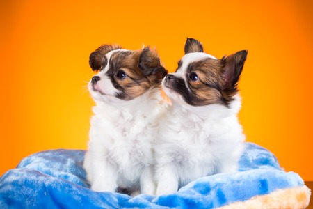 Two cute Papillon puppies age of one and a half months on a orange backgroundの写真素材