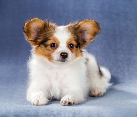 Cute Papillon puppy lying on a blue backgroundの写真素材