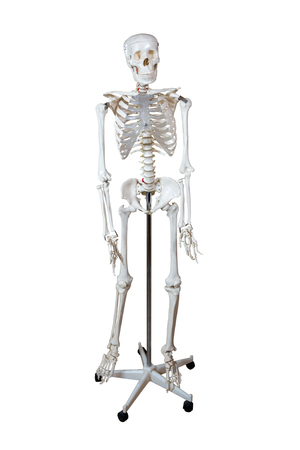 Anatomical Model human skeleton on a stand isolated on white background