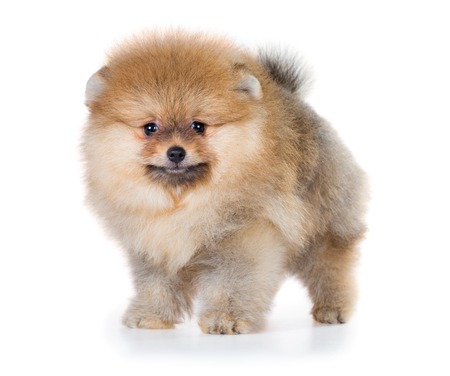 Portrait of a Pomeranian puppy age of 2 month isolated on white backgroundの写真素材