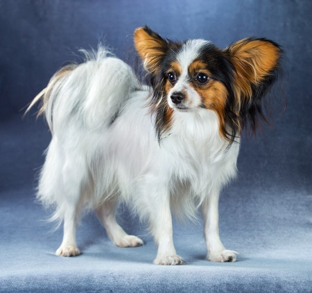 Young dog of breed papillon standing on a blue backgroundの写真素材