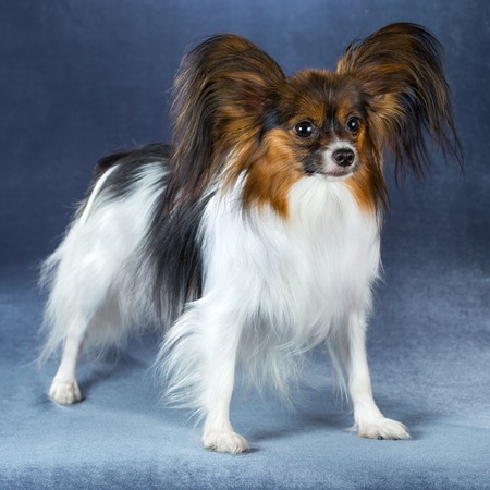 Beautiful dog breeds Papillon standing on a blue backgroundの写真素材
