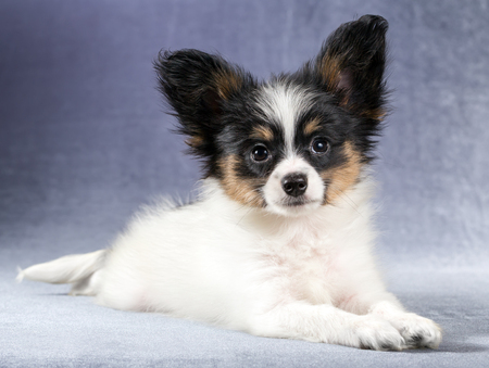 Cute puppy of the Continental Toy spaniel - Papillon - on a blue-gray backgroundの写真素材