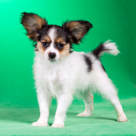 Cute puppy of the Continental Toy spaniel - Papillon - on a green backgroundの写真素材