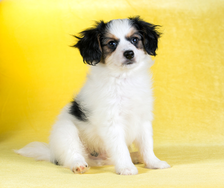 Cute puppy of the Continental Toy spaniel - Phalene -on a yellow backgroundの写真素材