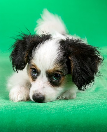 Cute puppy of the Continental Toy spaniel - Papillon - on a green backgroundの写真素材