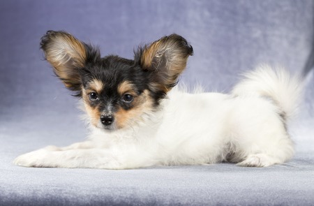Cute puppy of the Continental Toy spaniel - Papillon - on a blue-gray backgroundの写真素材