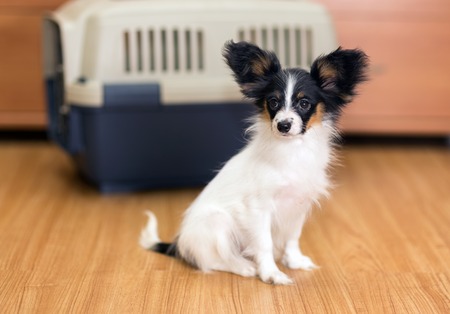 Papillon puppy sitting on floor about travel plastic carrier for petsの写真素材