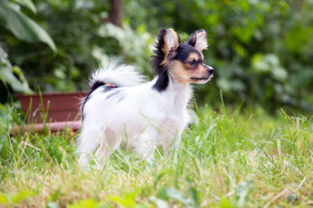 Portrait of a four month-old puppy of the Continental Toy spaniel - Papillonの写真素材