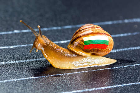 Snail under the flag of Bulgaria on the sports track moves to the finish lineの写真素材