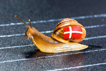 Snail under the flag Denmark on the sports track moves to the finish lineの写真素材
