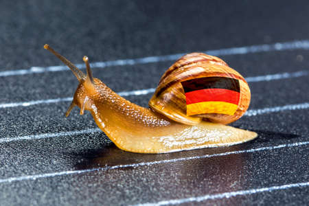 Snail under the flag of Germany on the sports track moves to the finish lineの写真素材