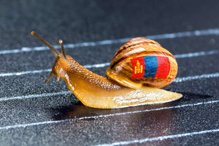 Snail under the flag of Mongolia on the sports track moves to the finish lineの写真素材