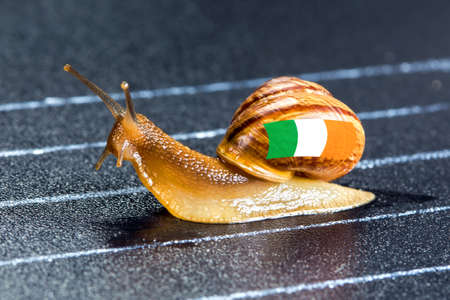 Snail under the flag of Ireland on the sports track moves to the finish lineの写真素材