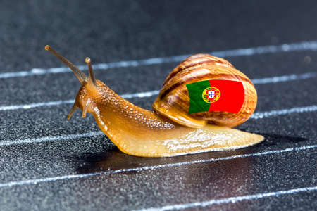 Snail under the flag of Portugal on the sports track moves to the finish lineの写真素材