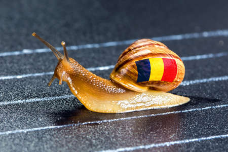 Snail under the flag of Romania on the sports track moves to the finish lineの写真素材