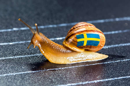 Snail under the flag of Sweden on the sports track moves to the finish lineの写真素材