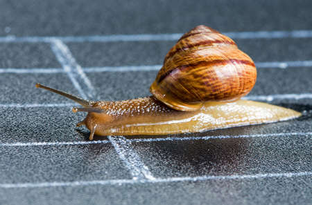 Snail on the athletic track crosses the finish lineの写真素材