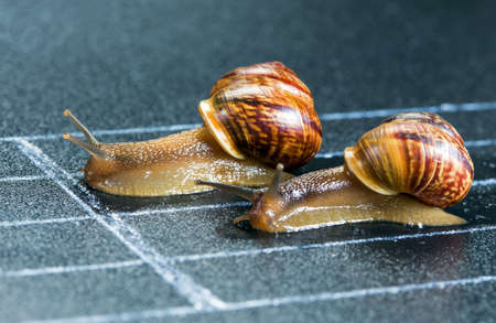Snails on the athletic track approaching the finish lineの写真素材