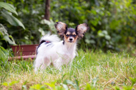 Portrait of a four month-old puppy of the Continental Toy spaniel - Papillonの写真素材