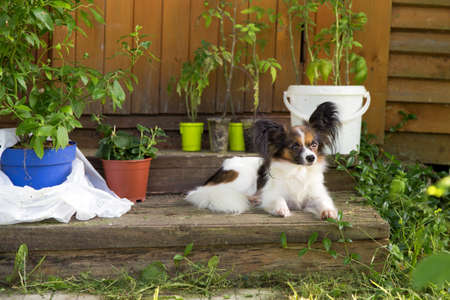 Portrait of a dog of the Continental Toy spaniel - Papillon on the porch of an old country houseの写真素材