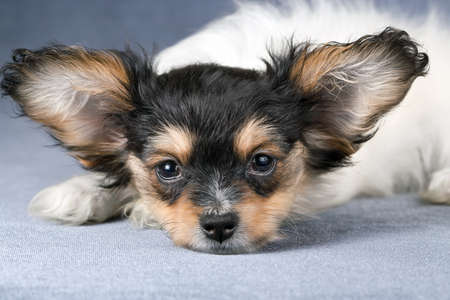 Portrait of a Papillon puppyの写真素材