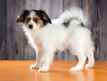 Portrait of a Papillon puppyの写真素材