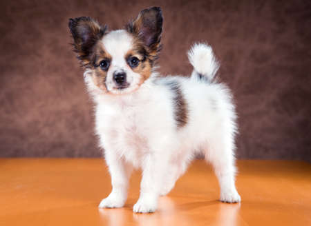 Portrait of a Papillon puppyの写真素材