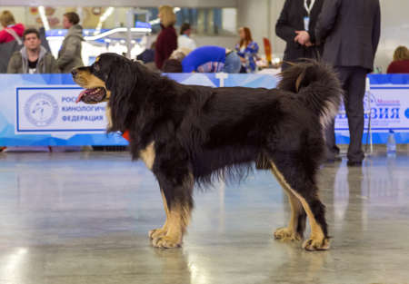 Moscow, Russia - March 19, 2017: International dog show EURASIA-2017. Buryat-Mongolian wolfhound Also Known As Hotosho. Is a guards breed of dogs, distributed in Buryatia, Mongolia and adjacent regions.のeditorial素材