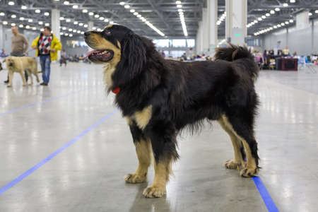 Moscow, Russia - March 19, 2017: International dog show EURASIA-2017. Buryat-Mongolian wolfhound Also Known As Hotosho. Is a guards breed of dogs, distributed in Buryatia, Mongolia and adjacent regions.のeditorial素材