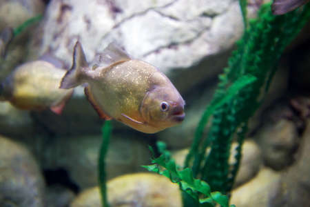 Predatory fish piranha, dangerous for animals and humans