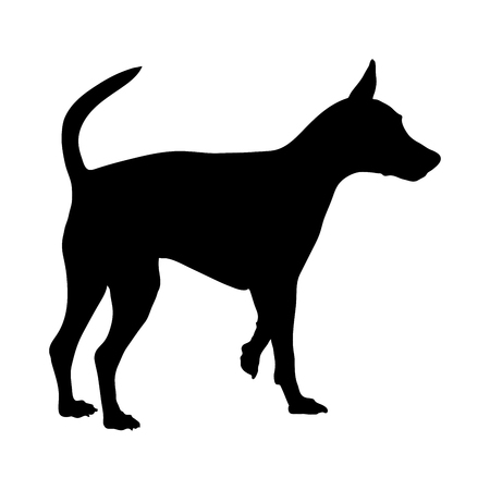 Silhouette of a Miniature Pinscher on a white background. Vector illustrationのイラスト素材