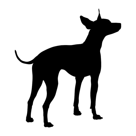 American Hairless Terrier on a white background. Silhouette. Vector illustrationのイラスト素材