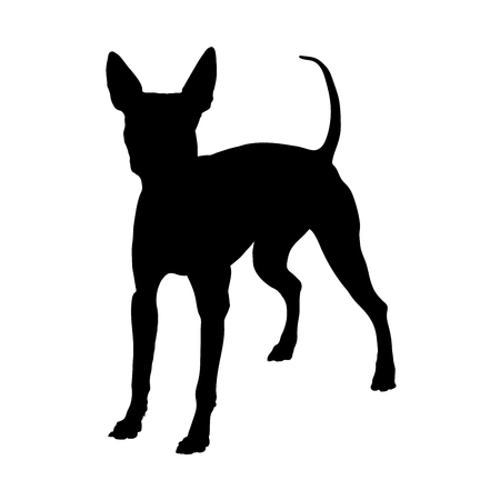 American Hairless Terrier on a white background. Silhouette. Vector illustrationのイラスト素材