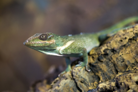Knight Anole in the nature. Anolis equestrisの写真素材