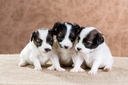 Three small puppy Papillon on a beige backgroundの写真素材