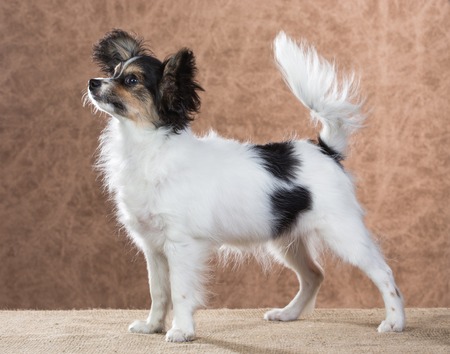 Puppy of the Continental Toy spaniel. Papillon.の写真素材