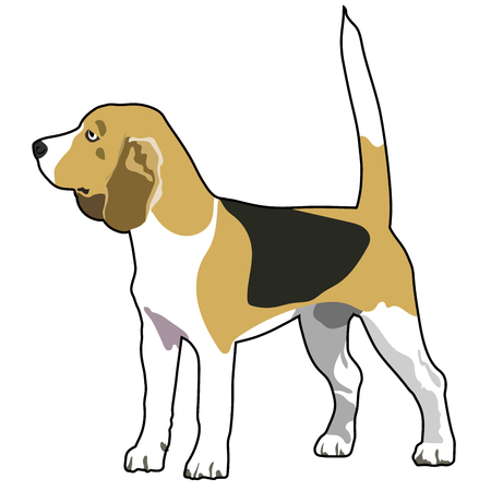 Beagle purebred dog standing in side view - vector silhouette isolatedのイラスト素材