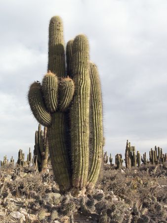 Argentina, province of Jujuy