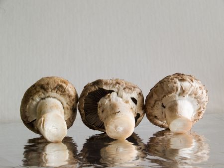 Fungiの写真素材