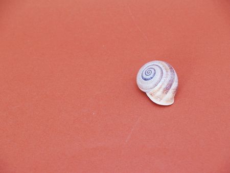 seashell      