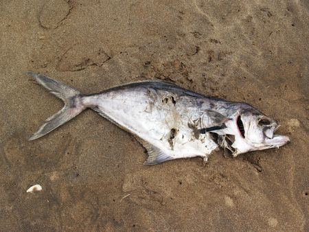 pescado   