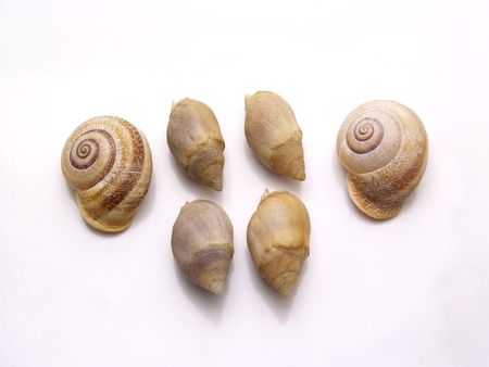 shell