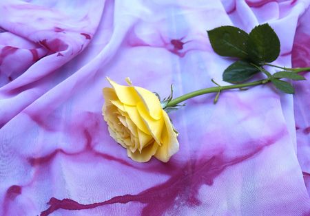 Yellow rose on silk scarfの写真素材