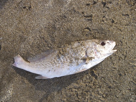 Dead fish on the beach